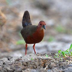 Ruddy-breasted Crake Bird