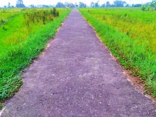  go straight, walk straight surrounded by green grass