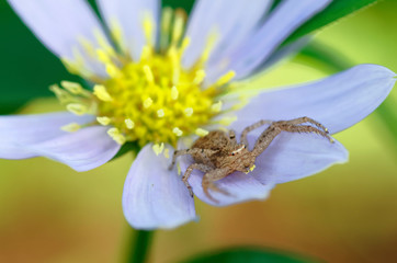 カニグモの一種