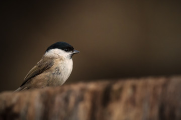 Marsh tit waiting at the table