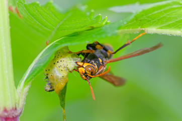 アシナガバチの捕食