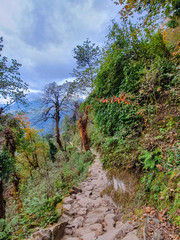 Everest base camp trek itinerary: Bupsa to Phakding, Way dowwn from Chutok La pass on th stone pass in the forest. Solokhumbu area, Nepal.
