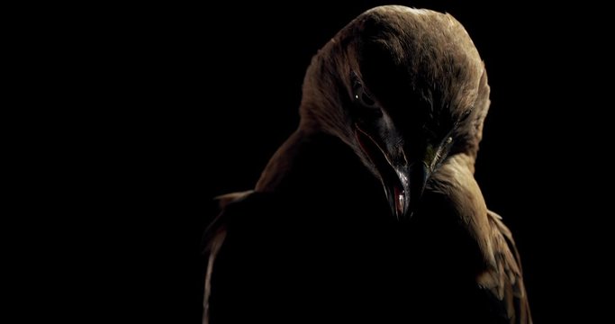 Close up of a big scary hawk, wild predator bird with open beak, 4k