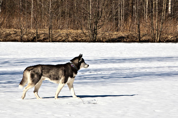 Naklejka premium Siberian Husky dog walks on frozen lake in winter sunny day