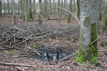 Obraz premium Forest swamp during springtime natural reserve 