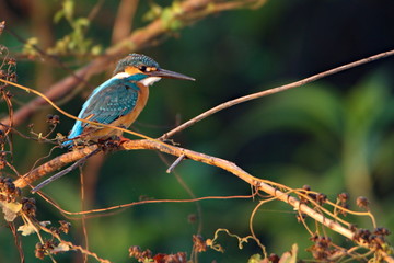 bird on a branch