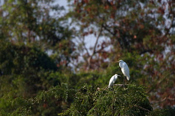 Egrets in tree