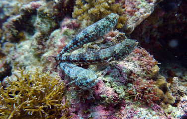 fish of unusual shapes and colors on a coral reef