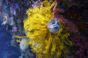 coral vegetation is unusual flowers and unusual shapes