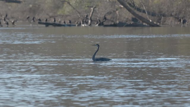 Swimming Great Blue Heron Hunts for Fish at the outfall river of the Jordan Lake Recreation Area Dam in North Carolina