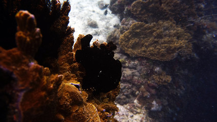 frog fish come in the most unusual colors and are found in unusual places