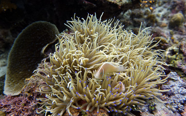 Fototapeta na wymiar orange clown fish on the background of anemones on a coral reef