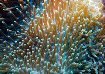 Fototapeta na wymiar transparent blue prawns on sea anemones on a coral reef