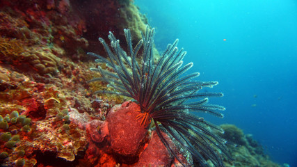 Naklejka na ściany i meble coral vegetation is unusual flowers and unusual shapes