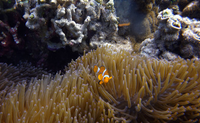 Fototapeta na wymiar orange clown fish on the background of anemones on a coral reef