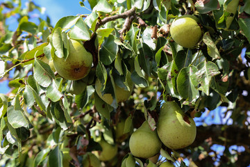 Green wild pears ripen on a tree by the road