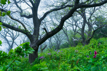 Chesnut forest, El Paso Municipality, La Palma island, Canary Islands, Spain, Europe © JUAN CARLOS MUNOZ