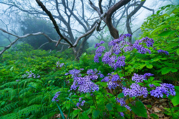 Flowers Pericallis papyracea in Chesnut forest, El Paso Municipality, La Palma island, Canary Islands, Spain, Europe © JUAN CARLOS MUNOZ