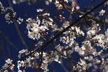 cherry tree blossom