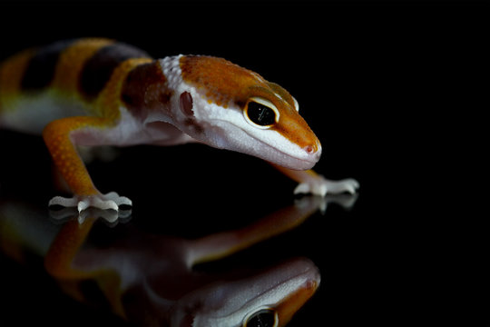 gecko lizard on black background, eublepharis macularius