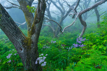 Chesnut forest, El Paso Municipality, La Palma island, Canary Islands, Spain, Europe