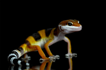 gecko lizard on black background, eublepharis macularius
