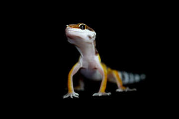 gecko lizard on black background, eublepharis macularius