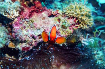 Fototapeta na wymiar red clown fish on the background of anemones on a coral reef