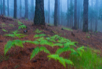 Ferns and Canary Island pine forest, El Pilar, El Paso Municipality, La Palma island, Canary Islands, Spain, Europe © JUAN CARLOS MUNOZ