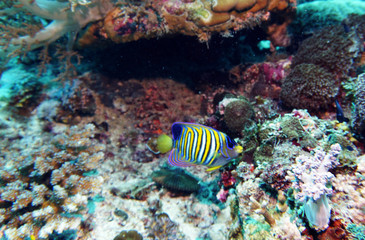 Fototapeta na wymiar fish of unusual shapes and colors on a coral reef