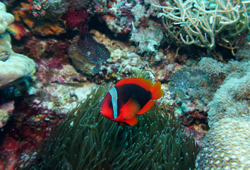 Fototapeta na wymiar red clown fish on the background of anemones on a coral reef