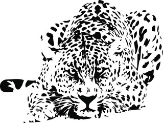 Hand drawn wild snow leopard. vector illustration