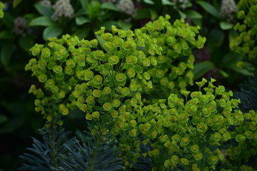 Cypress Spurge blooming in Haarlem