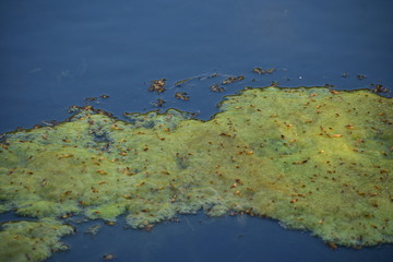 Aquatic vegetation near Haarlem the Netherlands