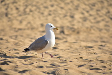 Common Seagull walking on Bloemendaal beach