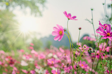Fototapeta premium cosmos flower blooming in garden with sunshine