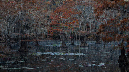 Sunrise at Swamp at Caddo Lake Texas