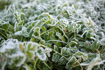 Hoar frosted Grass and leaves