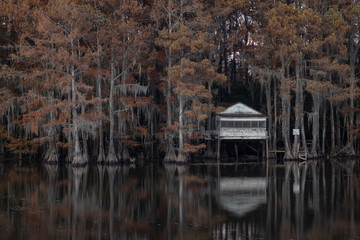 Fototapeta na wymiar Swamp at Caddo Lake Texas