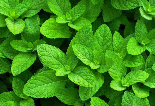 leaves pepper mint and background