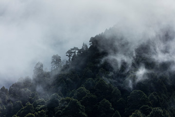 Fog in Canary Island pine forest, El Paso Municipality, La Palma island, Canary Islands, Spain, Europe