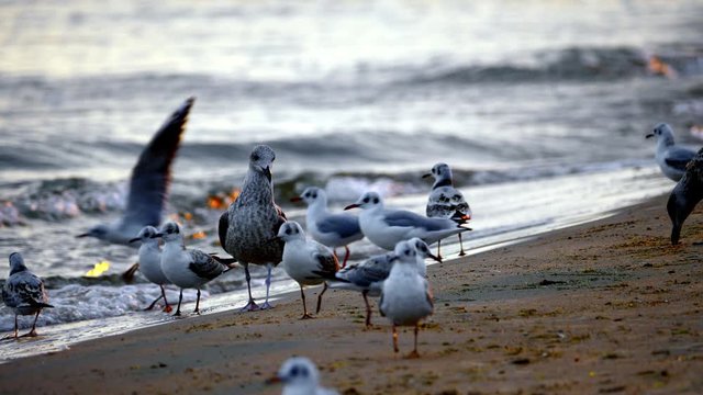 Mewy i inne ptaki nad brzegiem morza bałtyckiego pod koniec lata