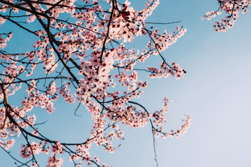 Beautiful pink cherry tree blossoms. Flowers in bloom, springtime.