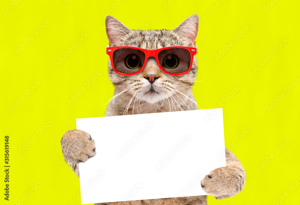 Wall mural Portrait of a cat Scottish Straight in sunglasses with a banner in paws on a yellow background