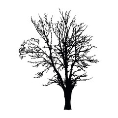 Realistic tree silhouette isolated on white background. Black large dried tree with bare branches without leaves. Winter scenery tree. Outline icon for nature apps and websites. Stock vector. EPS 10