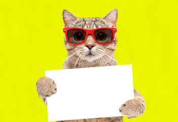 Portrait of a cat Scottish Straight in sunglasses with a banner in paws on a yellow background