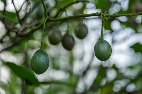 Close up of green pointed gourd in vegetable garden