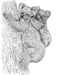 Sketch realistic koala with a baby on tree.  Mother Koala Bear illustration, engraving, ink, line art. © Oleksandra
