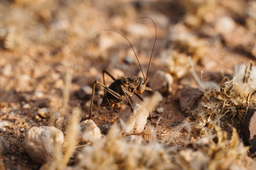macro photo of large cricket in the desert of Africa