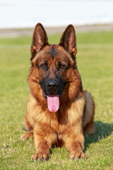 German Shepherd Dog